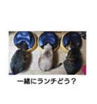猫屋敷 わさりりあん②（個別スタンプ：9）