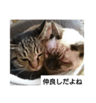 猫屋敷 わさりりあん②（個別スタンプ：10）