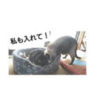 猫屋敷 わさりりあん②（個別スタンプ：11）
