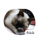猫屋敷 わさりりあん②（個別スタンプ：12）