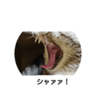 猫屋敷 わさりりあん②（個別スタンプ：13）