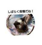 猫屋敷 わさりりあん②（個別スタンプ：14）