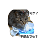 猫屋敷 わさりりあん②（個別スタンプ：15）
