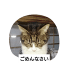猫屋敷 わさりりあん②（個別スタンプ：16）
