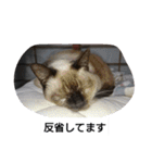 猫屋敷 わさりりあん②（個別スタンプ：17）
