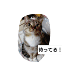 猫屋敷 わさりりあん②（個別スタンプ：18）