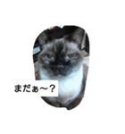 猫屋敷 わさりりあん②（個別スタンプ：19）