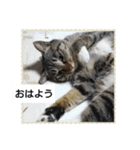 猫屋敷 わさりりあん②（個別スタンプ：20）