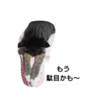 猫屋敷 わさりりあん②（個別スタンプ：21）