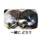 猫屋敷 わさりりあん②（個別スタンプ：22）