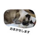 猫屋敷 わさりりあん②（個別スタンプ：23）