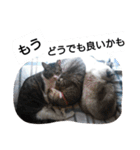 猫屋敷 わさりりあん②（個別スタンプ：24）