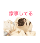 スコティッシュフォールド「まゆ子」（個別スタンプ：10）