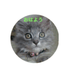 my to stamp（個別スタンプ：1）