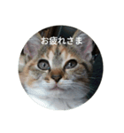 my to stamp（個別スタンプ：3）