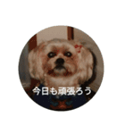 my to stamp（個別スタンプ：8）