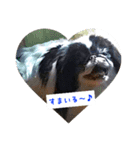 ぽぽちゃんスタンプ～♪（個別スタンプ：1）