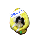 ぽぽちゃんスタンプ～♪（個別スタンプ：3）