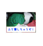ぽぽちゃんスタンプ～♪（個別スタンプ：5）