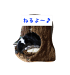 ぽぽちゃんスタンプ～♪（個別スタンプ：7）