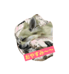 チワワ娘（個別スタンプ：3）