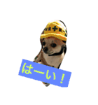 チワワ娘（個別スタンプ：5）