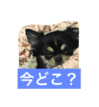 チワワ娘（個別スタンプ：6）