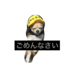 チワワ娘（個別スタンプ：8）