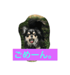 チワワ娘（個別スタンプ：11）