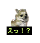 チワワ娘（個別スタンプ：12）