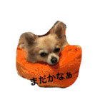 チワワ娘（個別スタンプ：16）
