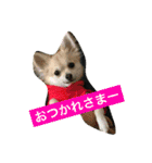 チワワ娘（個別スタンプ：21）