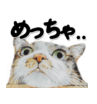 関西弁リアル猫4（個別スタンプ：1）
