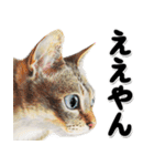 関西弁リアル猫4（個別スタンプ：2）
