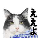 関西弁リアル猫4（個別スタンプ：3）