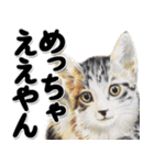 関西弁リアル猫4（個別スタンプ：4）