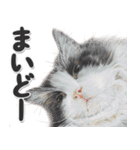 関西弁リアル猫4（個別スタンプ：5）