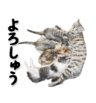 関西弁リアル猫4（個別スタンプ：7）