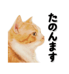 関西弁リアル猫4（個別スタンプ：8）