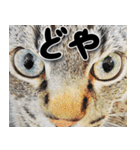 関西弁リアル猫4（個別スタンプ：9）
