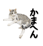 関西弁リアル猫4（個別スタンプ：10）
