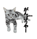 関西弁リアル猫4（個別スタンプ：11）