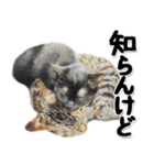 関西弁リアル猫4（個別スタンプ：12）
