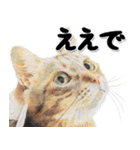 関西弁リアル猫4（個別スタンプ：14）