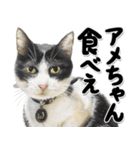 関西弁リアル猫4（個別スタンプ：16）