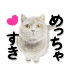 関西弁リアル猫4（個別スタンプ：18）