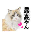 関西弁リアル猫4（個別スタンプ：19）
