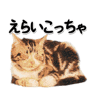 関西弁リアル猫4（個別スタンプ：21）