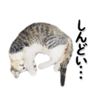 関西弁リアル猫4（個別スタンプ：22）