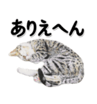 関西弁リアル猫4（個別スタンプ：23）